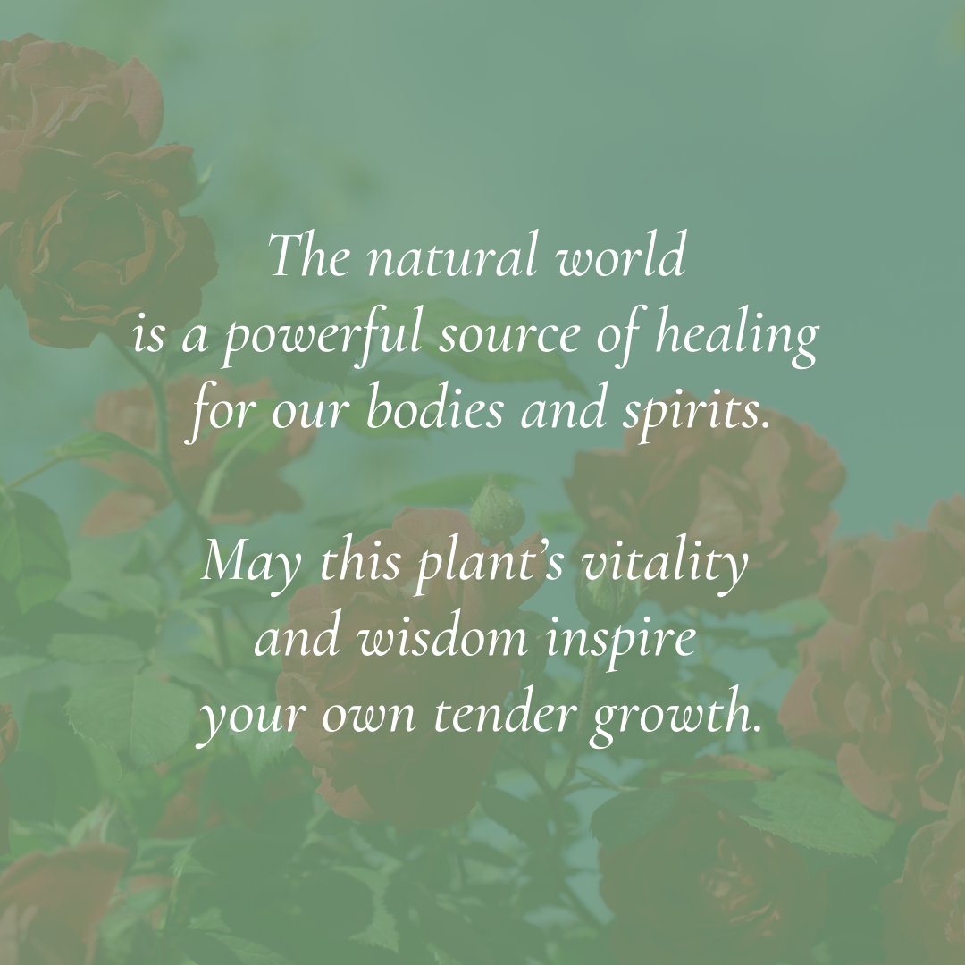 “Rose - Botanical of Elul” Art Print