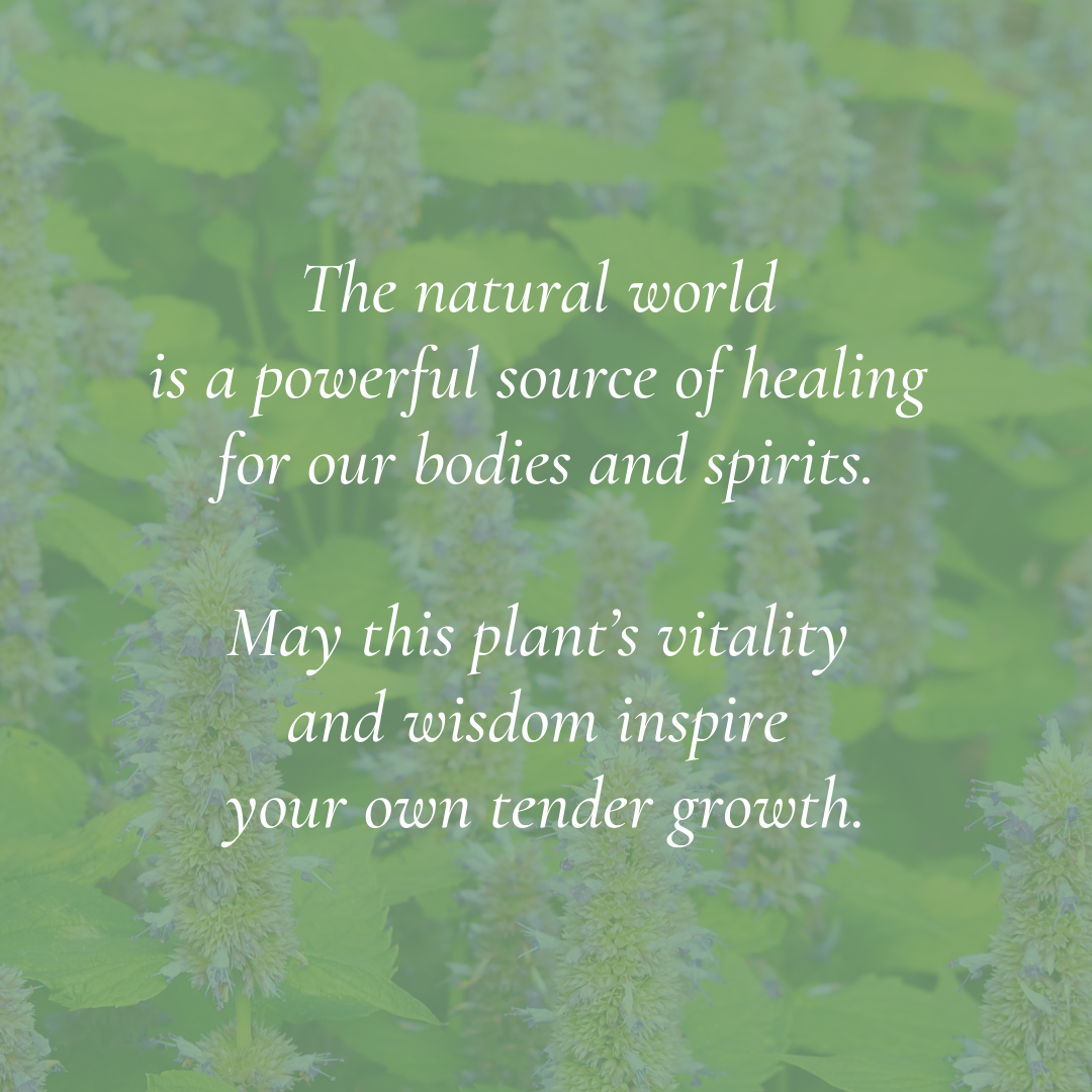 “Hyssop - Botanical of Tammuz” Art Print