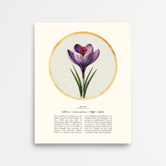 “Saffron - Botanical of Av” Art Print