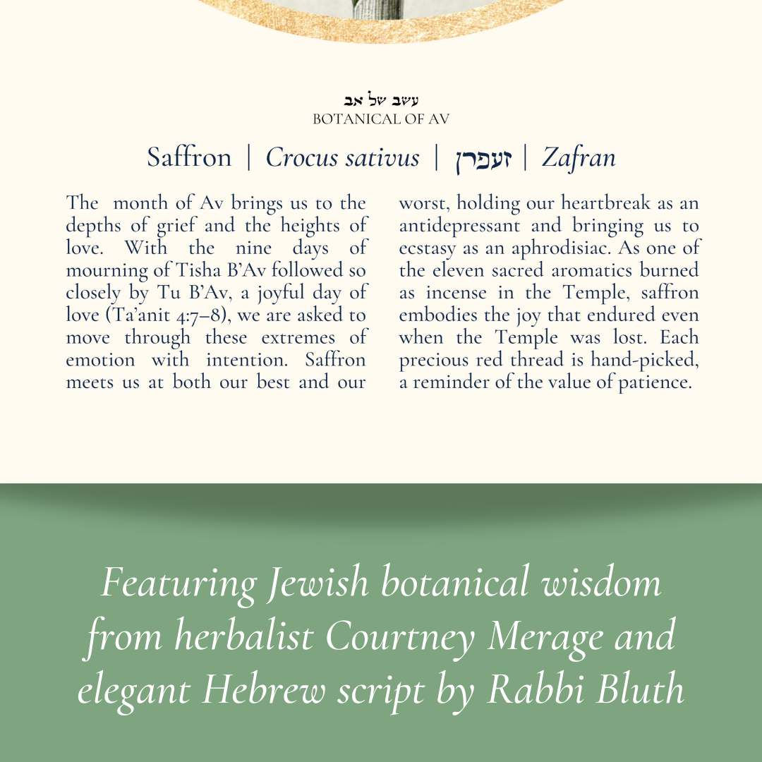 “Saffron - Botanical of Av” Art Print