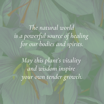 “Saffron - Botanical of Av” Art Print