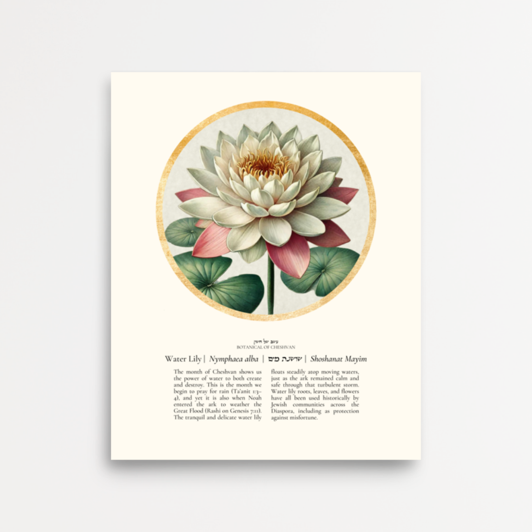 “Water Lily - Botanical of Cheshvan” Art Print