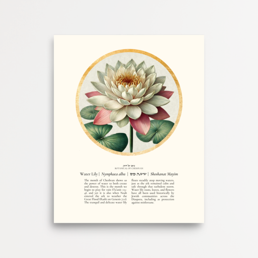 “Water Lily - Botanical of Cheshvan” Art Print