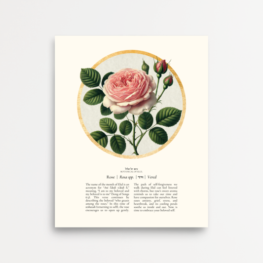 “Rose - Botanical of Elul” Art Print