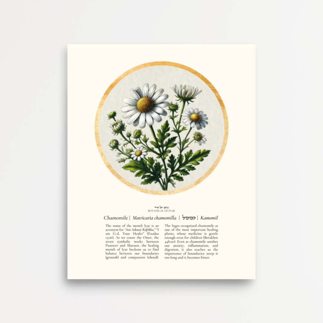 “Chamomile - Botanical of Iyar” Art Print
