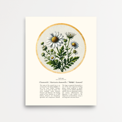 “Chamomile - Botanical of Iyar” Art Print
