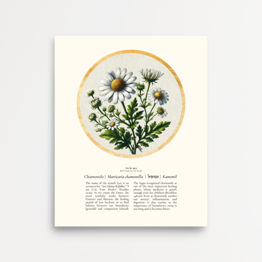 “Chamomile - Botanical of Iyar” Art Print