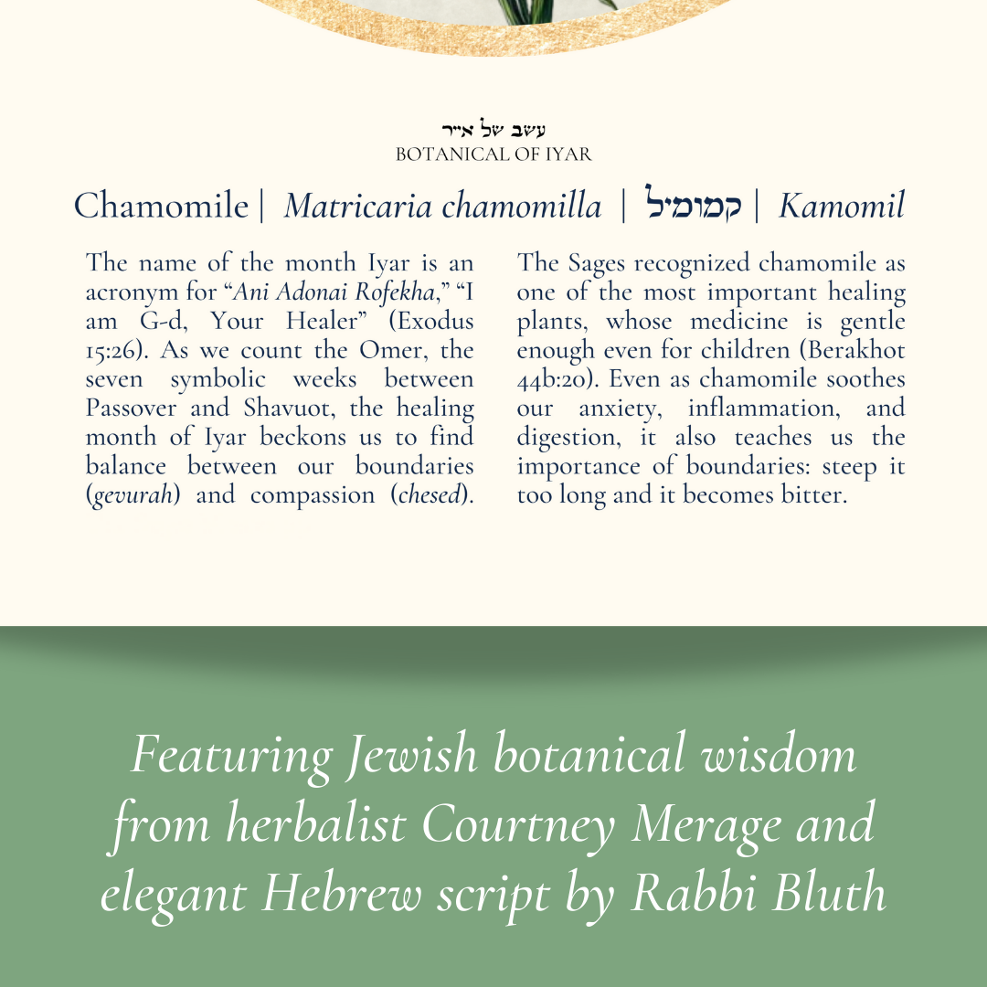 “Chamomile - Botanical of Iyar” Art Print
