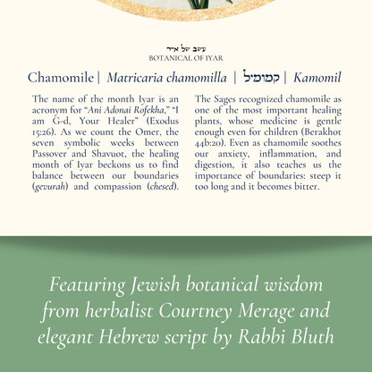 “Chamomile - Botanical of Iyar” Art Print