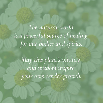 “Chamomile - Botanical of Iyar” Art Print