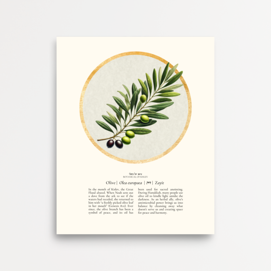 “Olive - Botanical of Kislev” Art Print