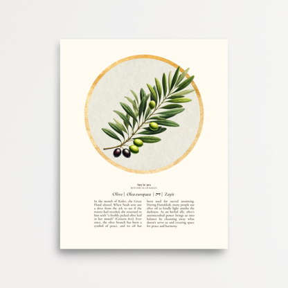 “Olive - Botanical of Kislev” Art Print