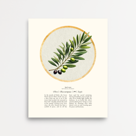 “Olive - Botanical of Kislev” Art Print