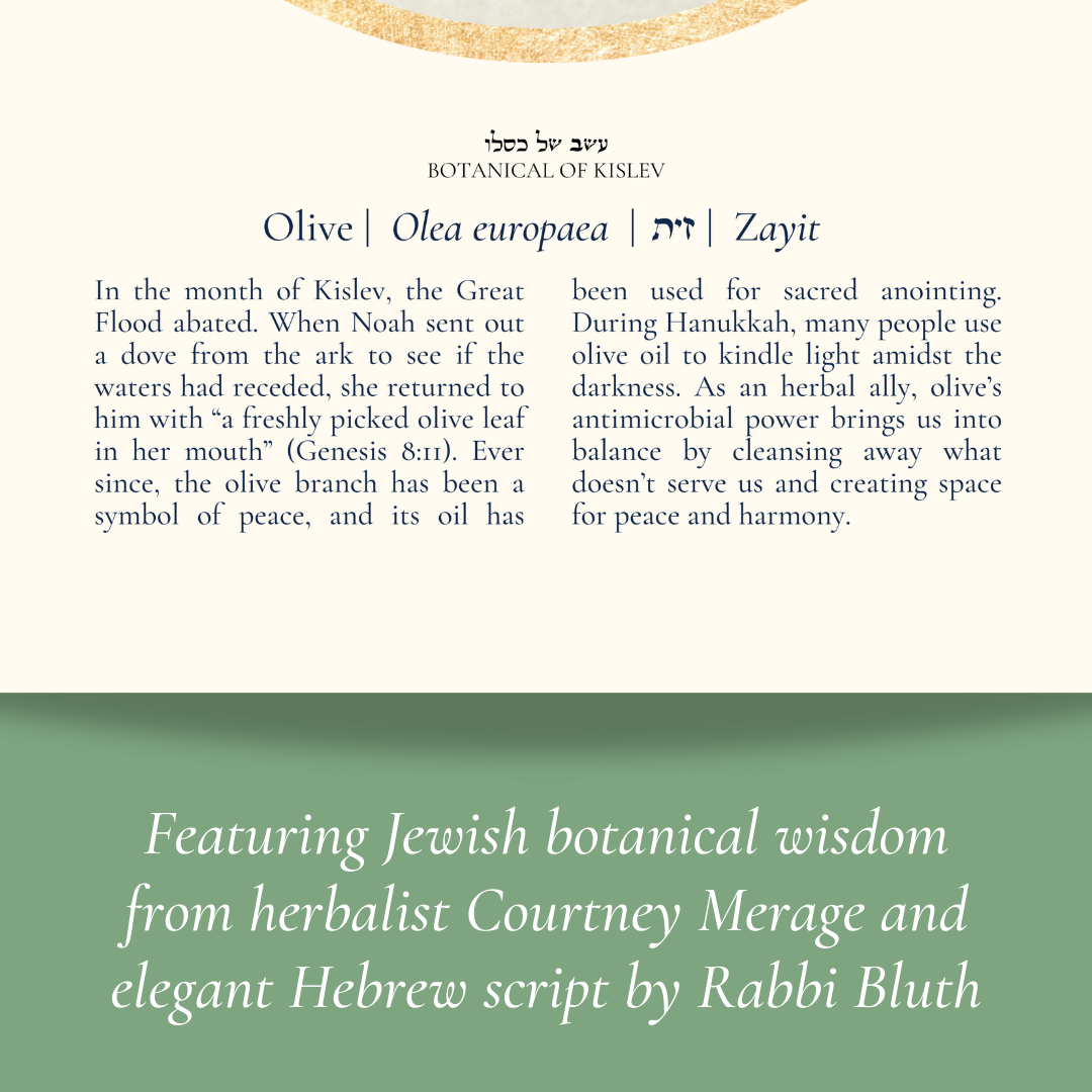 “Olive - Botanical of Kislev” Art Print