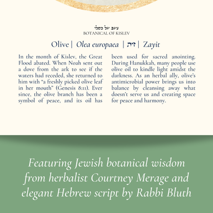 “Olive - Botanical of Kislev” Art Print