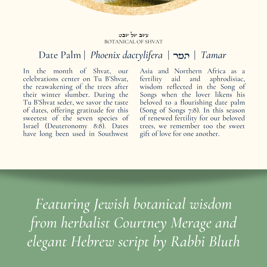 “Date Palm - Botanical of Shvat” Art Print