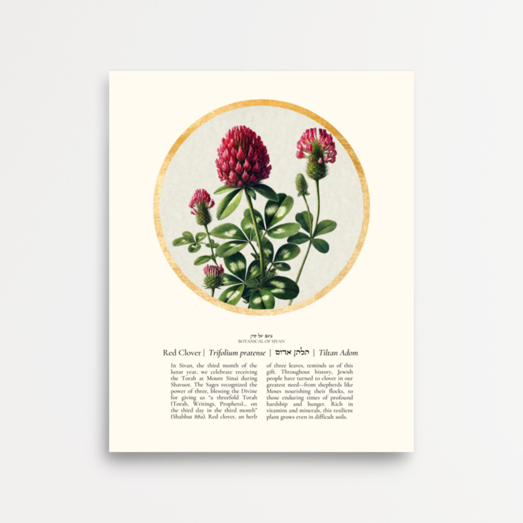 “Red Clover - Botanical of Sivan” Art Print