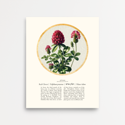 “Red Clover - Botanical of Sivan” Art Print