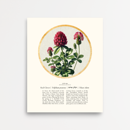 “Red Clover - Botanical of Sivan” Art Print