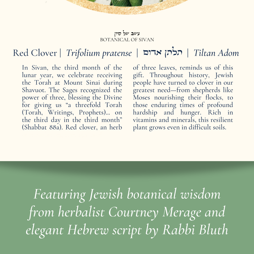 “Red Clover - Botanical of Sivan” Art Print