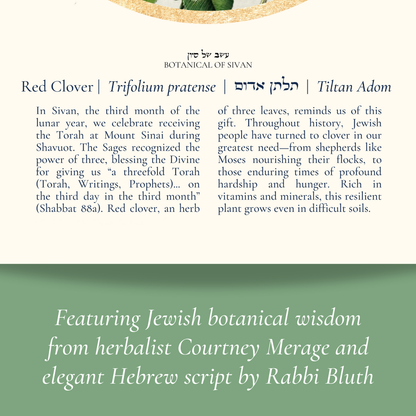 “Red Clover - Botanical of Sivan” Art Print