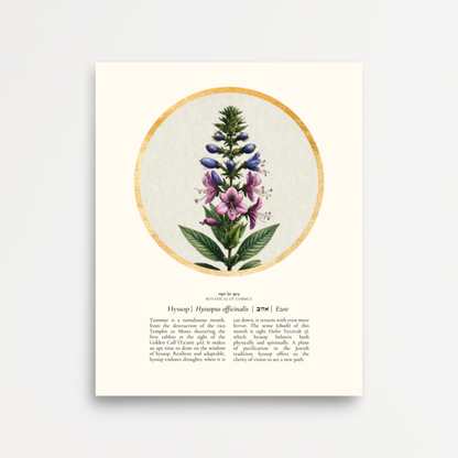 “Hyssop - Botanical of Tammuz” Art Print