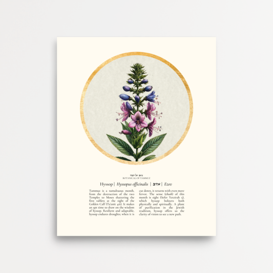 “Hyssop - Botanical of Tammuz” Art Print