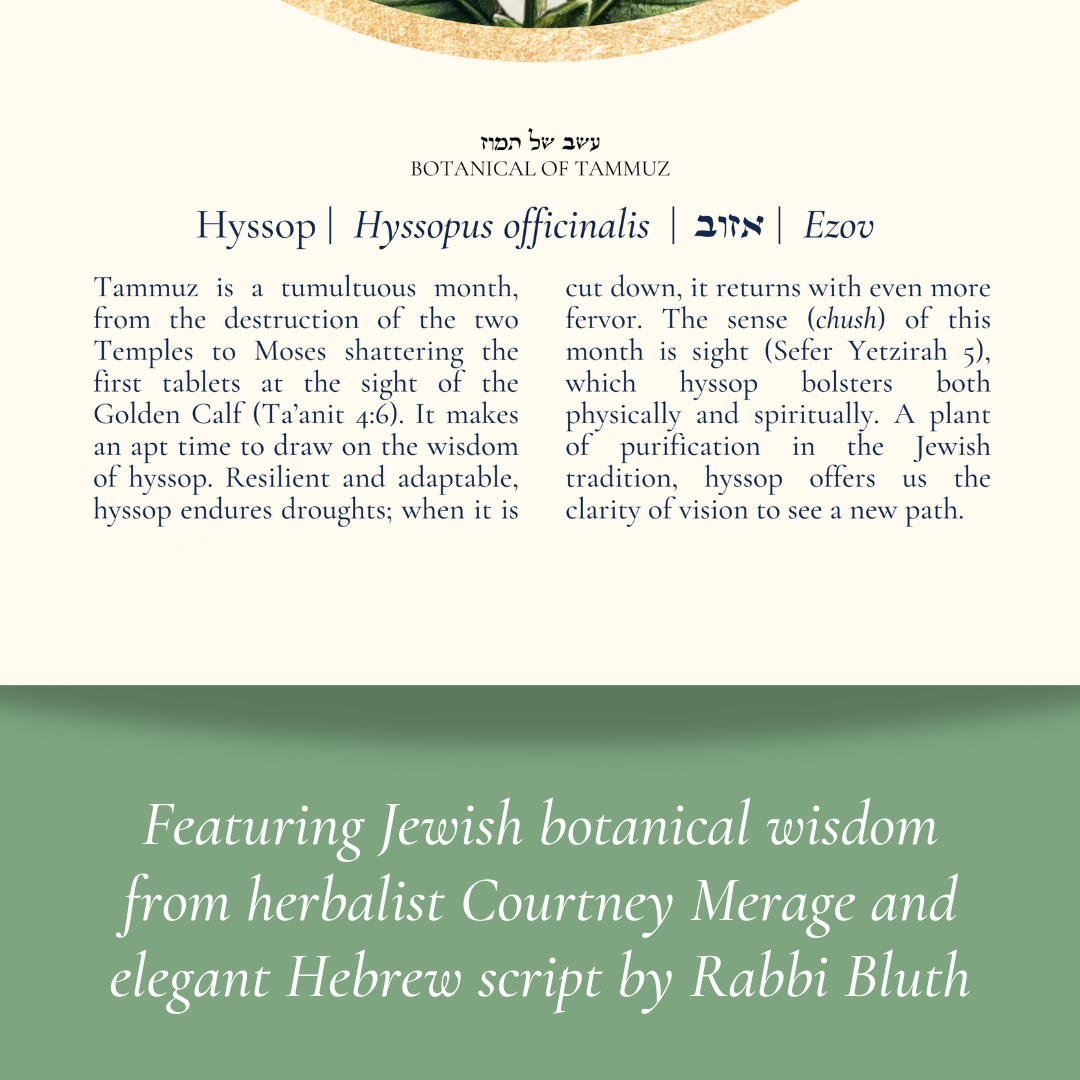 “Hyssop - Botanical of Tammuz” Art Print