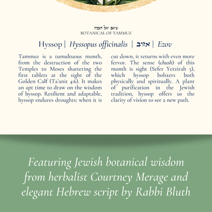 “Hyssop - Botanical of Tammuz” Art Print