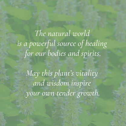 “Hyssop - Botanical of Tammuz” Art Print
