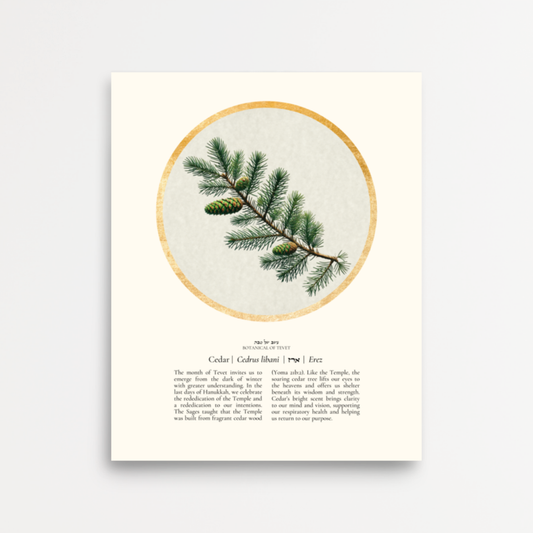 “Cedar - Botanical of Tevet” Art Print