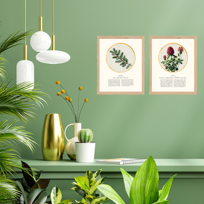 “Cedar - Botanical of Tevet” Art Print