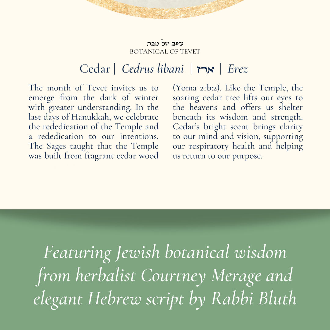 “Cedar - Botanical of Tevet” Art Print
