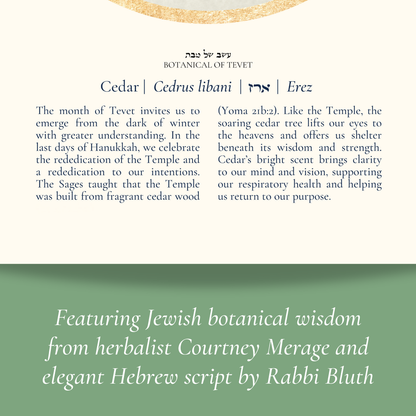 “Cedar - Botanical of Tevet” Art Print