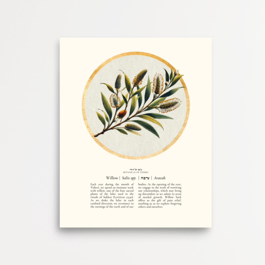 “Willow - Botanical of Tishrei” Art Print