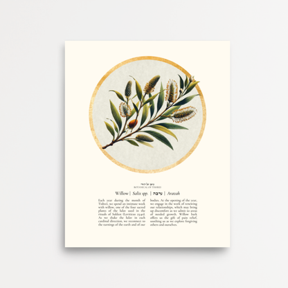 “Willow - Botanical of Tishrei” Art Print