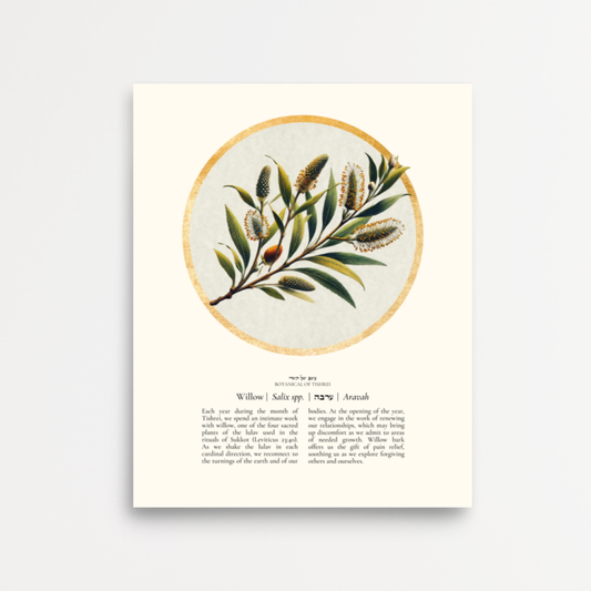 “Willow - Botanical of Tishrei” Art Print