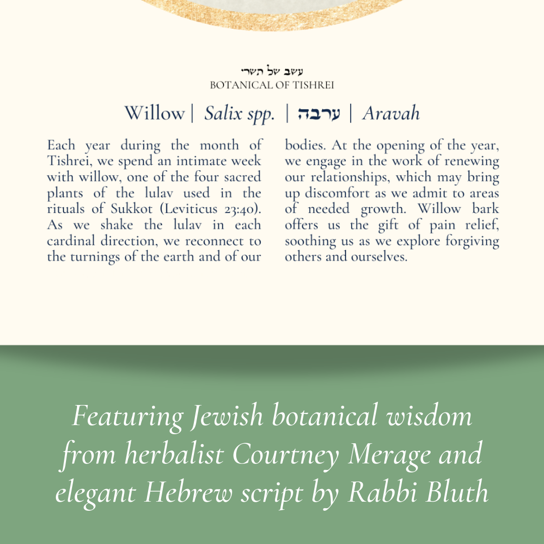 “Willow - Botanical of Tishrei” Art Print