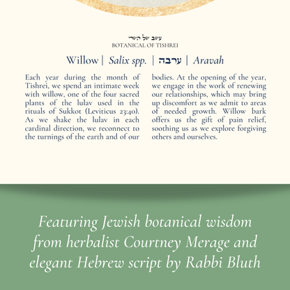 “Willow - Botanical of Tishrei” Art Print